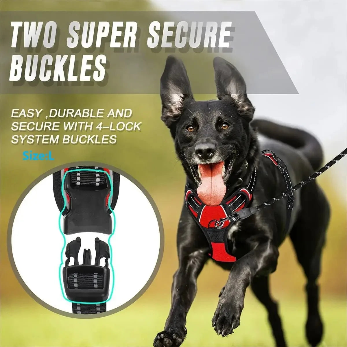 Dog Collars Harness